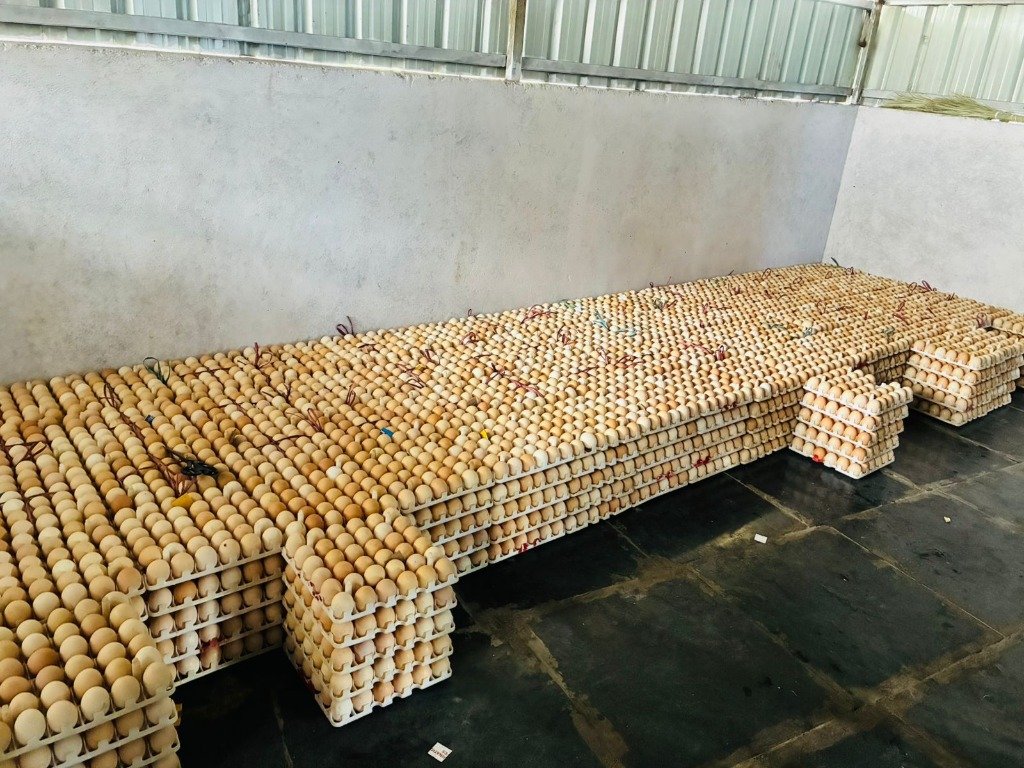 Egg Quality Sorting
